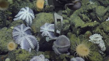 Media type: image;   Invertebrate Zoology 153105 Description: live specimen;
